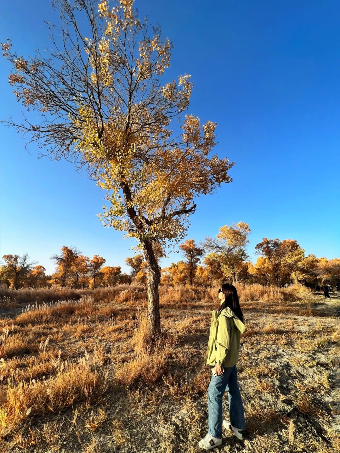 援疆笔记丨高杨律师带你领略沙漠脊梁——胡杨林(图11)